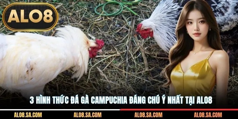 3 hình thức đá gà Campuchia đáng chú ý nhất tại ALO8