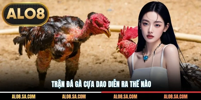 Trận đá gà cựa dao diễn ra thế nào